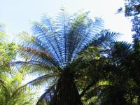 Albums/20060200-New Zealand 2006/20060209-Haast-Wanaka/9